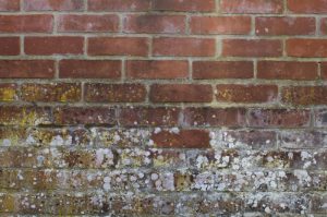 white mould on bricks