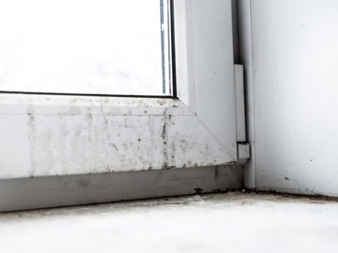 dunrite-decon-why-get-a-mould-professional-min